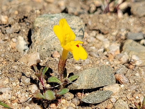 Image of Carson Valley Monkeyflower (Erythranthe carsonensis) by (c) Jim Morefield, some rights reserved (CC BY)