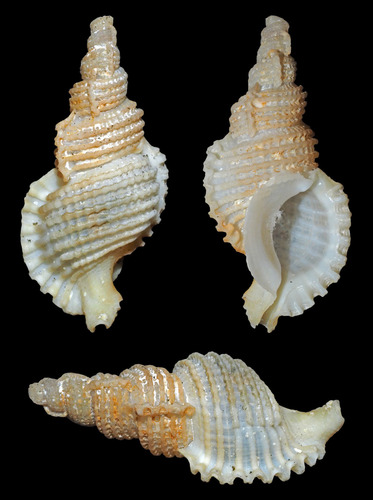 Phyllocoma scalariformis