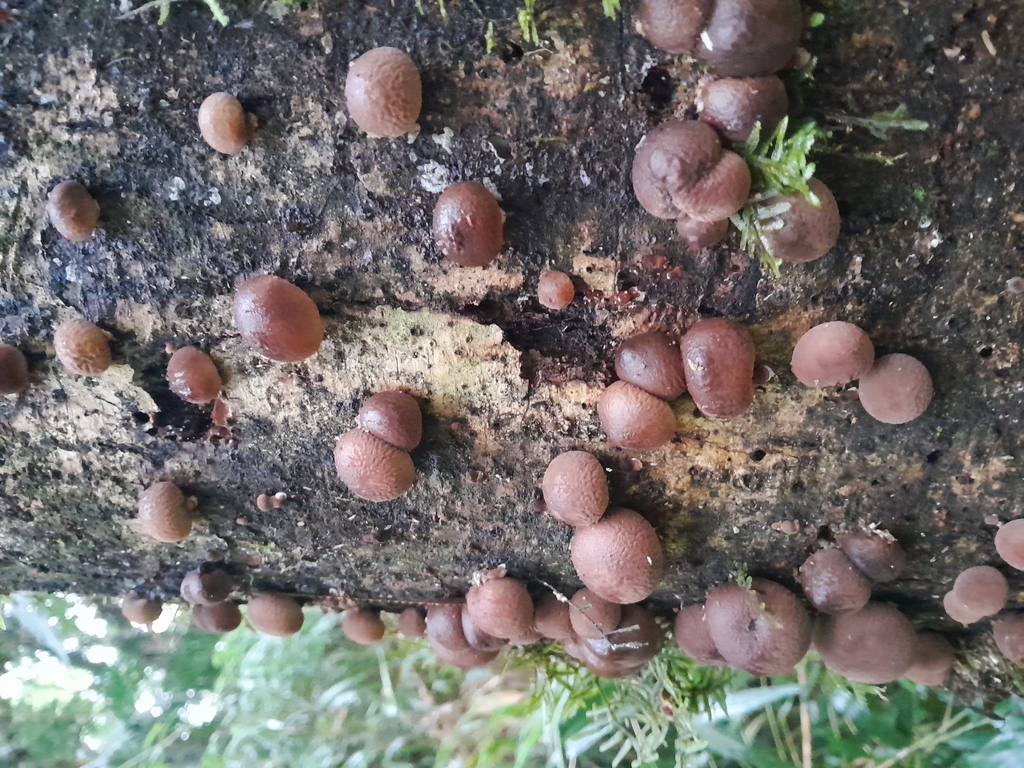 Lycoperdon fuligineum · April 2024 · photo: © unaecoturismo (iNaturalist, cc-by-sa)