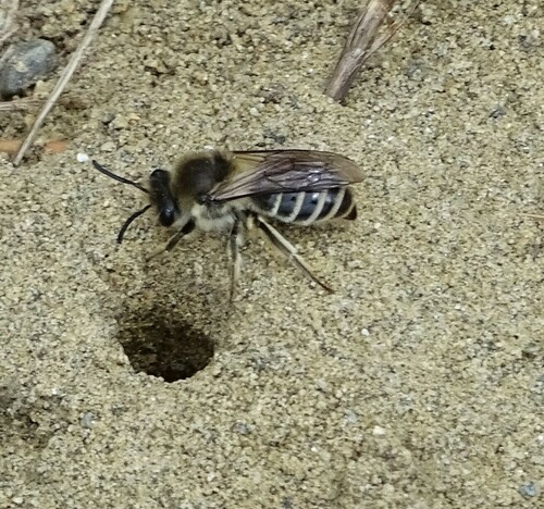 Unequal Cellophane Bee photo 6