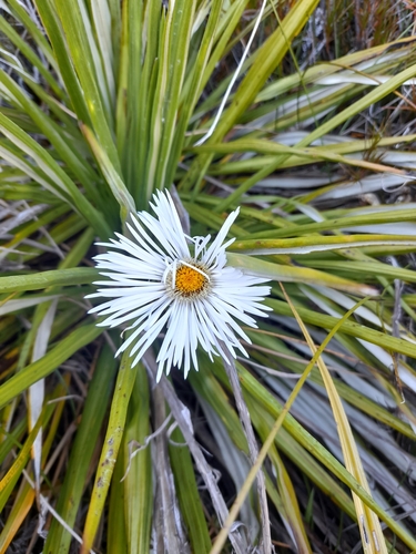 Image of Celmisia lyallii by (c) Irisa Hudson, some rights reserved (CC BY)