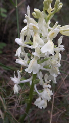 Orchis provincialis