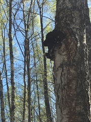 Inonotus obliquus sterilis