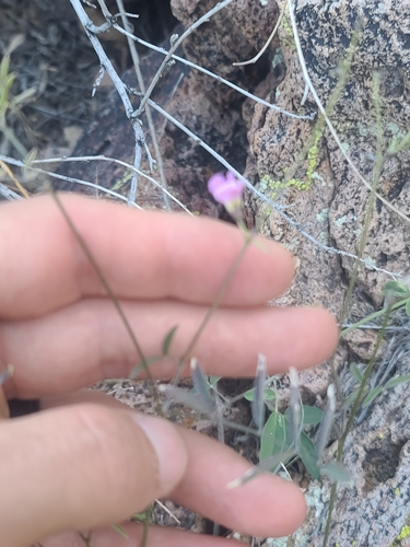 Image of Tephrosia vicioides by no rights reserved