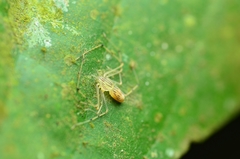 Scytodes pallida