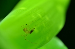 Scytodes pallida