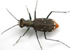 Eastern Red-bellied Tiger Beetle - Photo (c) Patrick Coin, some rights reserved (CC BY-NC)