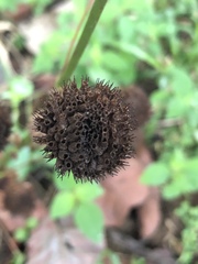 Hyptis capitata