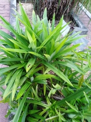 Pandanus amaryllifolius