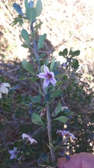 Solanum guineense