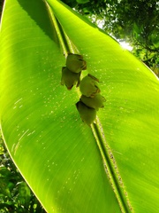 Ectophylla alba image