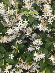 Trachelospermum jasminoides image