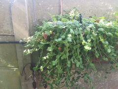 Crassula pellucida marginalis