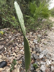 Opuntia cochenillifera