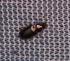 Selenophorus