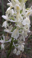 Orchis provincialis