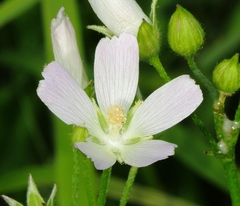 Callirhoe alcaeoides