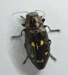 Phaenops lecontei