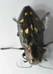 Phaenops lecontei