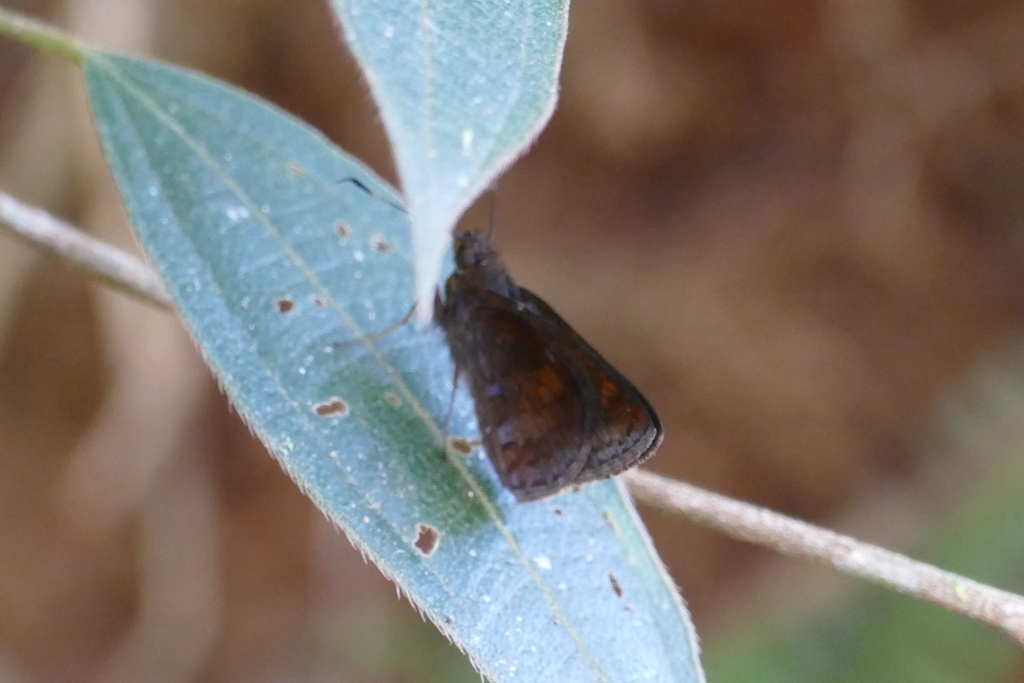 Ginungagapus awarreni