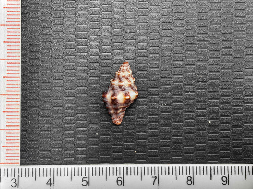 Muricopsis zeteki, 2024-03-31