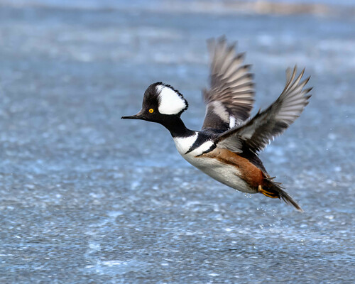 Hooded Merganser (Lophodytes cucullatus)