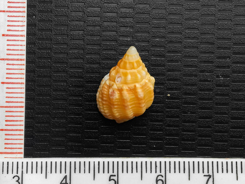Phrontis nassiformis observed 2024-03-31