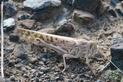 Schistocerca gregaria