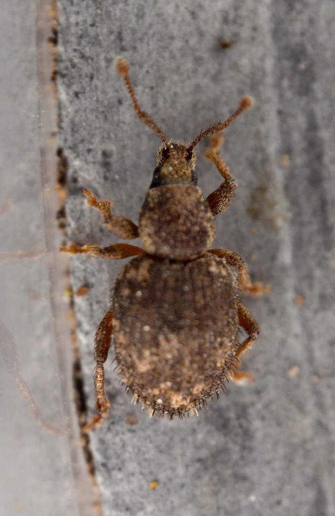 Cercopeus clispus