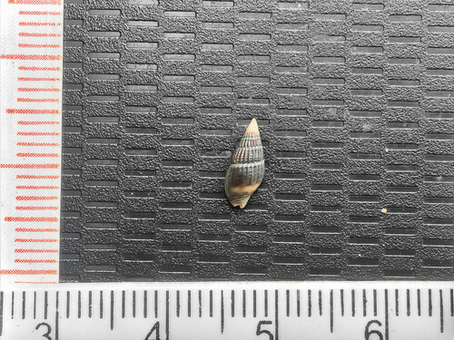 Parvanachis nigricans observed 2024-03-31