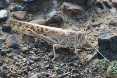 Schistocerca gregaria