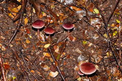 Thaxterogaster submagellanicus