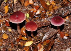 Thaxterogaster submagellanicus