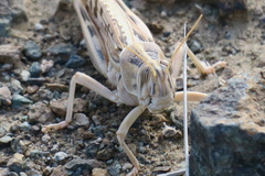 Schistocerca gregaria