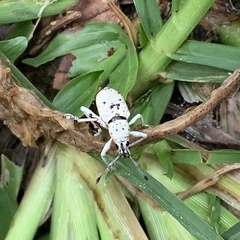 Exophthalmus scalptus image