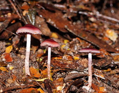 Thaxterogaster submagellanicus