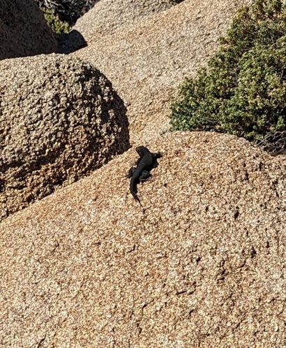 iNaturalist observation photo of Western Fence Lizard