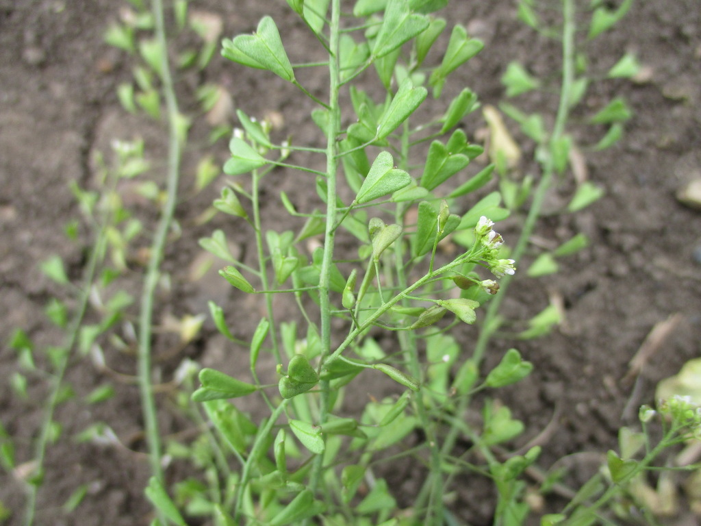 Capsella orientalis