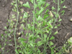 Capsella orientalis
