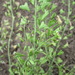 Capsella orientalis - Photo (c) Сергей, μερικά δικαιώματα διατηρούνται (CC BY-NC), uploaded by Сергей
