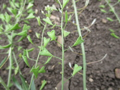 Capsella orientalis
