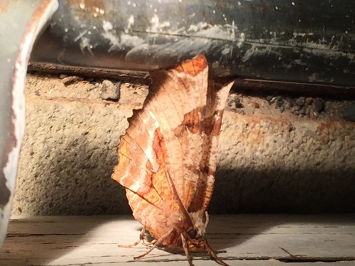 Kent's Geometer Moth photo 4