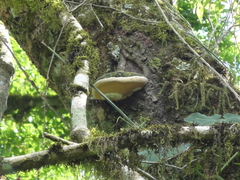 Rigidoporus ulmarius