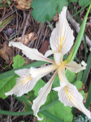 Iris fernaldii