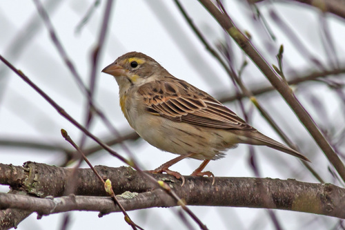 Dickcissel