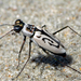 Eastern Beach Tiger Beetle - Photo (c) Sean McCann, some rights reserved (CC BY-NC-SA)