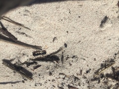 Bothroponera laevissima