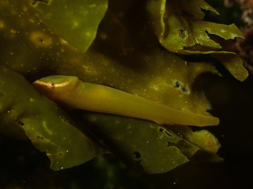 Slender clingfish (Rimicola eigenmanni) — Gobiesocidae — 5