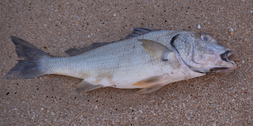 Raucous grunt (Haemulopsis leuciscus) — Haemulidae — 4