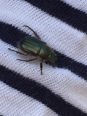 Anomala octiescostata